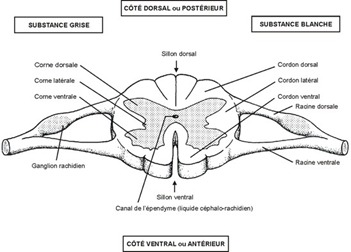 La corne dorsale est très souvent épaisse, tandis que la corne ventrale est très souvent allongée et fine.
