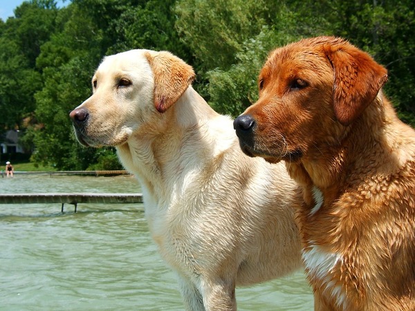Issu du chien de Saint-John, la race a été importée puis développée au Royaume-Uni et au ...