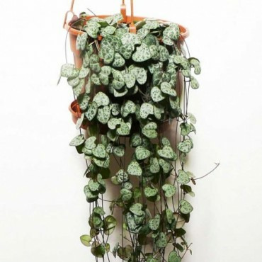 Donnez le nom usuel de cette plante ?