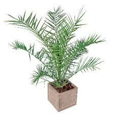 Donnez le nom usuel de cette plante ?