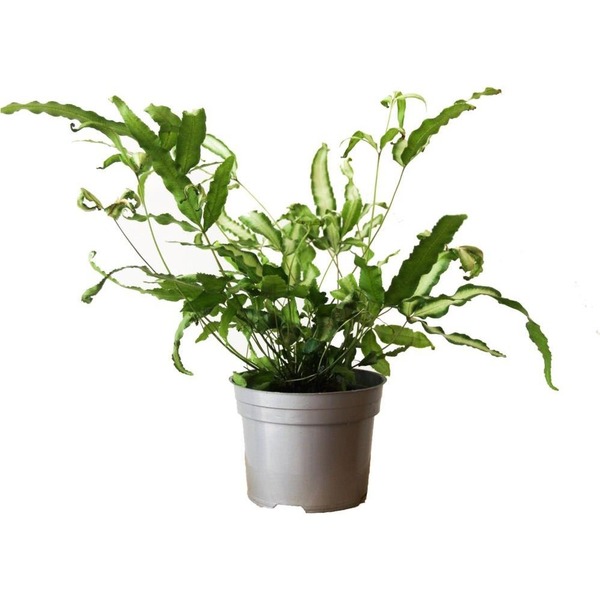 Donnez le nom usuel de cette plante :