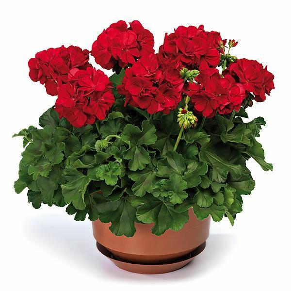 Donnez le nom usuel et le nom botanique de cette plante ?