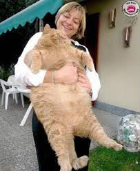 Combien pèse le plus gros chat du monde ?