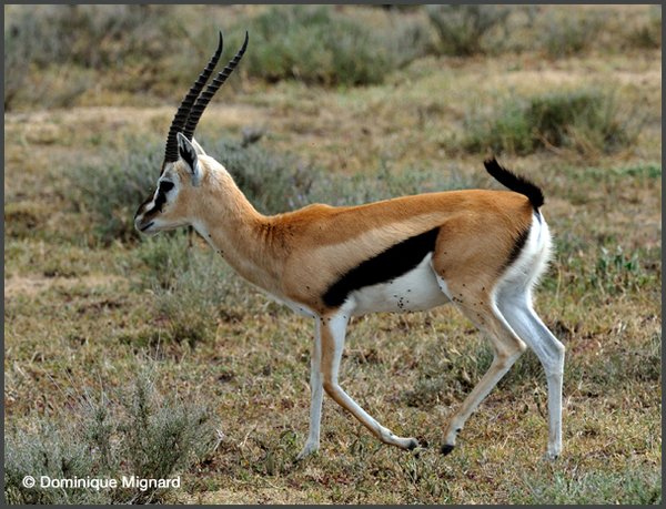 En Afrique, je chasse à l'affut, la gazelle est l'une de mes proies préférées !