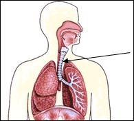 Część układu oddechowego człowieka zaznaczona na schemacie to :