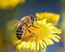 Que se passe-t-il pour l'abeille lorsque celle-ci utilise son dard cranté pour piquer ?