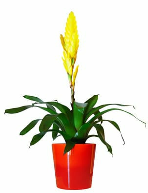Donnez le nom usuel de cette plante.
