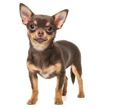 Combien de personnes sont tuées chaque année par un chien ?