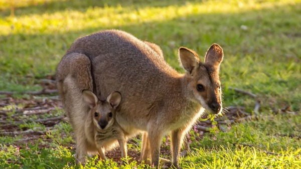 Le wallaby ressemble à un autre animal, lequel ?