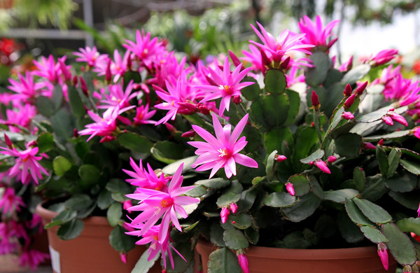 Donnez le nom usuel, le nom botanique et la famille de cette plante ?