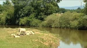 Quel animal, pratiquement disparu de Bourgogne il y a vingt ans, a fait son retour dans les rivières  ?
