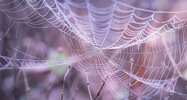 La soie tissée par les araignées est utilisée de différentes façons. Mais à quoi n'est-elle pas employée ?