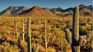 Dans quelles régions du globe les cactus poussent-ils le mieux ?