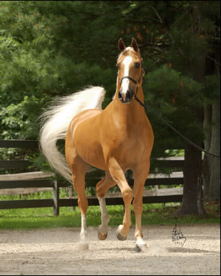 Quelle couleur a ce cheval ?