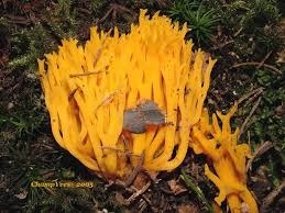 Comment s'appelle ce curieux champignon ?