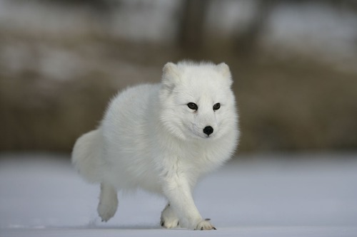 Le renard polaire change souvent de couleur.