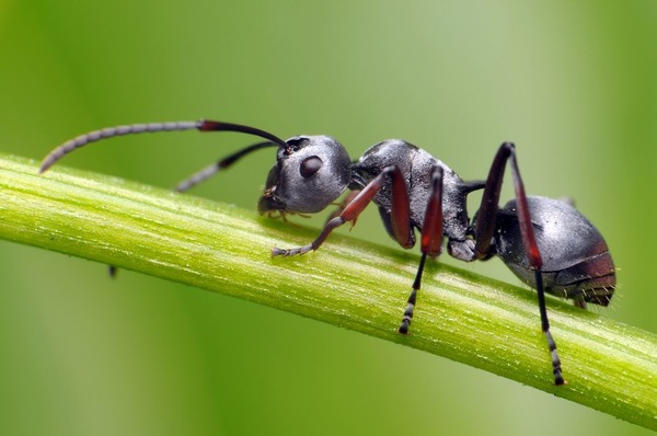 Comment dit-on "fourmi" en espagnol ?