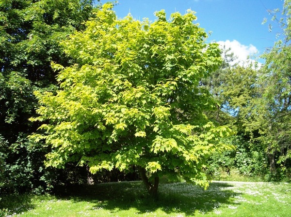 Quelle variété d'arbre est désignée en anglais par le terme : maple ?