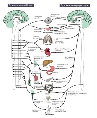 Le système nerveux autonome est une partie du système nerveux responsable...