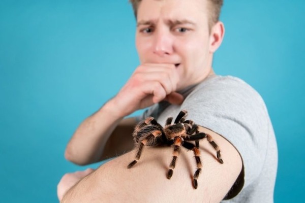 Comment s'appelle la phobie des araignées ?