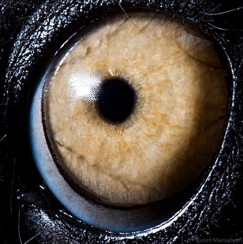 A quel animal appartien cette oeil ?