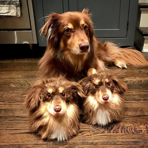 Là c'est facile, il y a trois chiens sur la photo !