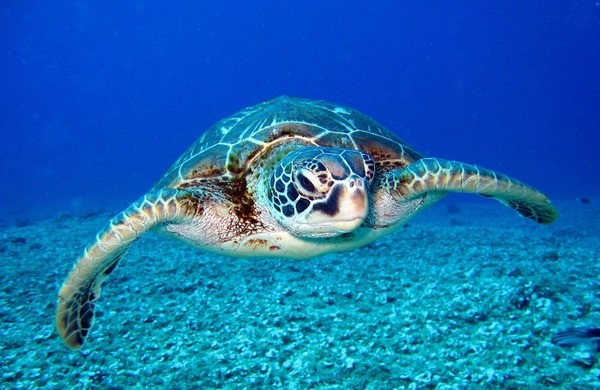 Pourquoi les tortues des mers pleurent-elles lorsqu'elles viennent pondre sur les plages ?