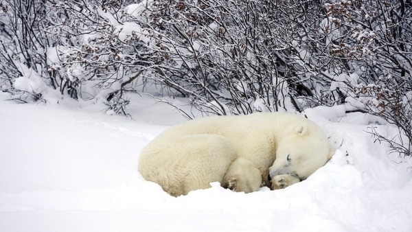 Pendant la nuit polaire, l'ours :