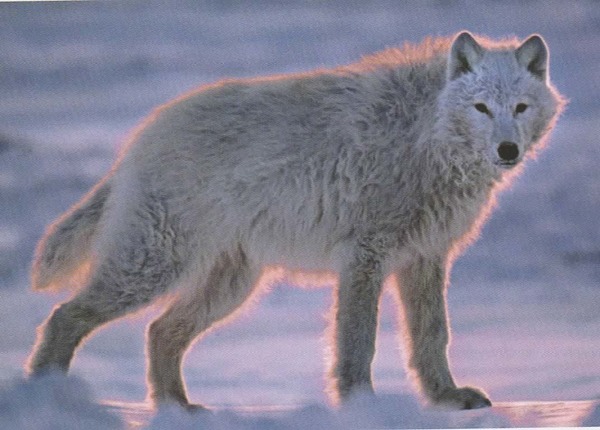 Le loup gris est un généraliste qui peut être présent dans...