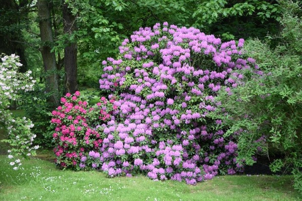 Ce joli arbuste persistant qui fleurit au printemps est le…