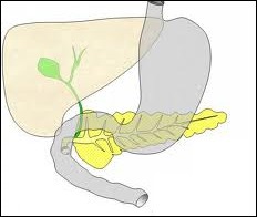 Comment se nomme l'organe de forme allongée, près de l'estomac ?