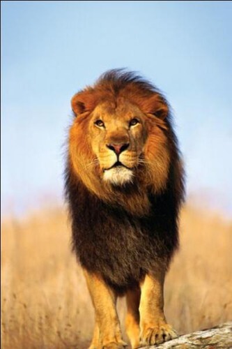 Est-ce que le lion est surnommé "Le roi des animaux" ?