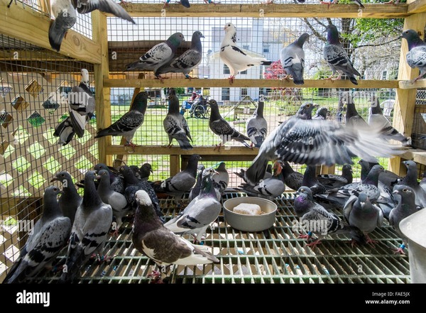Pour un propriétaire terrien, que représentait le nombre de pigeons dans son pigeonnier ?