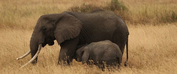 Quelle est la durée de la gestation chez les éléphants d'Afrique ?