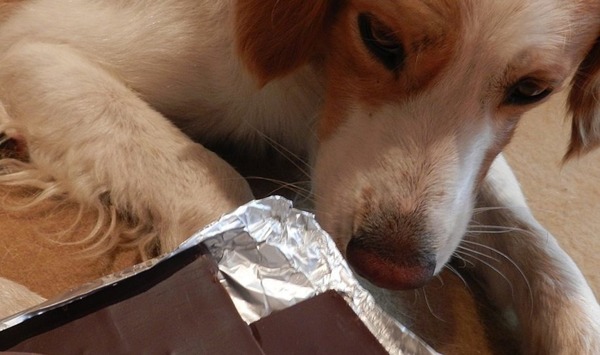 Que ne faut-il jamais donner à manger à un chien à cause de la théobromine ?
