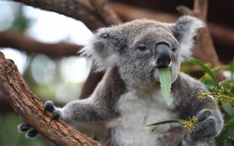 Le mot "koala" vient du darug gula qui signifie....