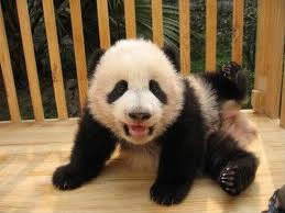 Quel est le nom du bébé panda ?