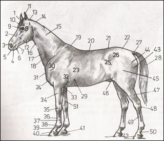 11) Co to za część ciała konia pod numerem '19' ?