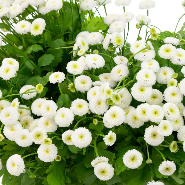 Donnez le nom usuel et le nom botanique de cette fleur :
