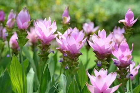 Quelle épice très connue donne aussi de jolies fleurs roses et blanches appelées tulipes thaïlandaises ?