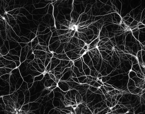 Combien avons-nous approximativement de neurones ?