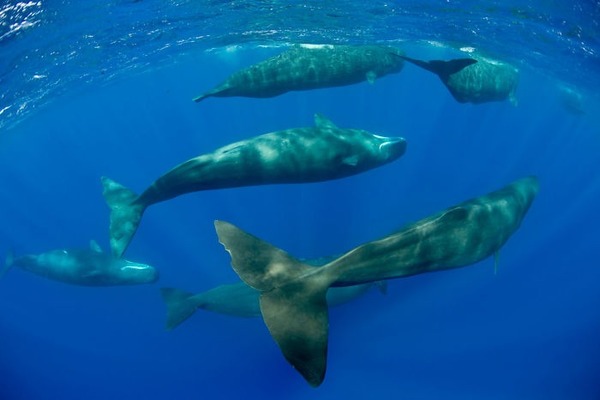 Les baleines sont des…