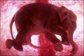 Animaux - Quelle est la durée de gestation chez l'éléphante ?