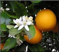 La fleur d'oranger symbolise...