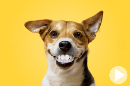 Combien de dents possède un chien adulte ?