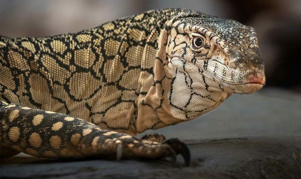 Quel est le nom de ce varan australien ?