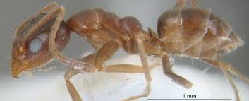 Les fourmis peuvent vivre dans des colonies gigantesques, la plus connue mesure :