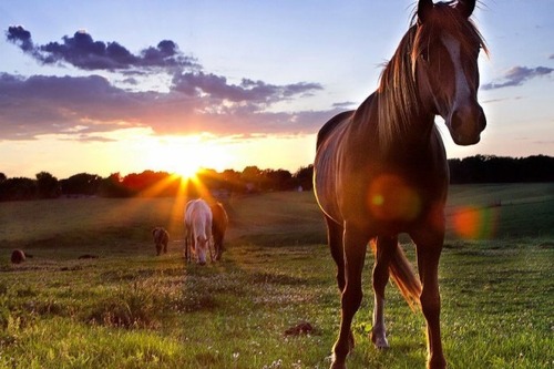 A vad lovak csordákban vagy inkább magányosan élnek?