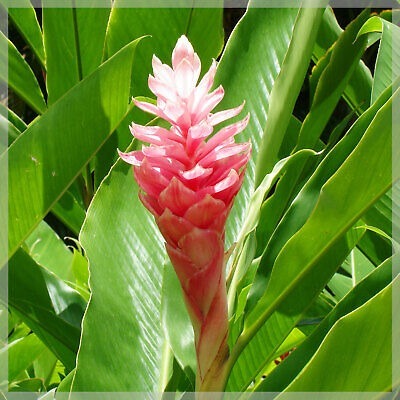 Donnez le nom usuel de cette fleur :