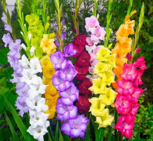 Donnez le nom usuel, le nom botanique et la famille de cette fleur :